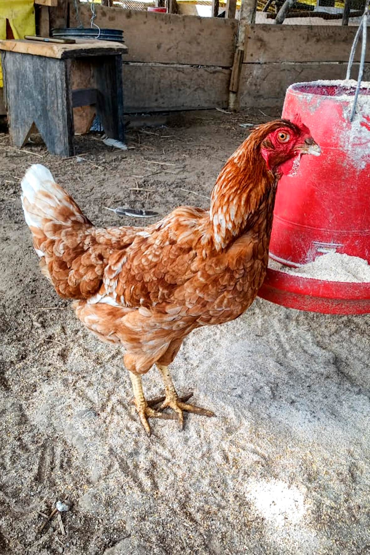 WhatsApp Image 2025-04-03 at 7.35.06 PM (1) copia.jpg